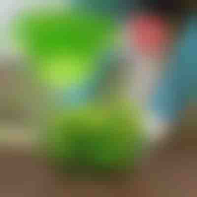 Țineți dăunătorii la distanță cu VEGISHIELD (10 buc.)