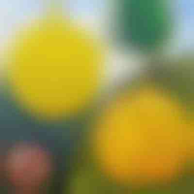 Capcane suspendate pentru muște, set de 6 | BUGIORB