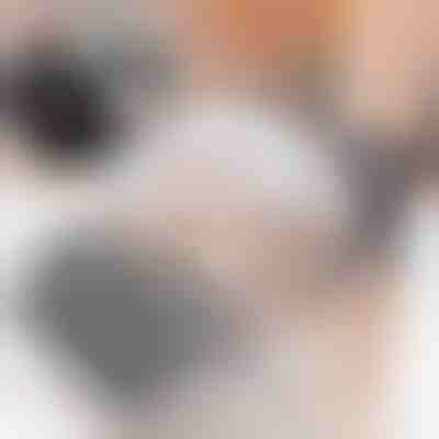 Perie cu fixare pe perete pentru pisici (2 bucăți) | PURRCORNER