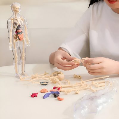 Model 3D pentru învățarea anatomiei corpului uman | FLESHTOPIA